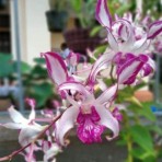 Dendrobium Caesar Pink Splash Near Blooming